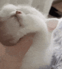 a close up of a person holding a white cat 's face .
