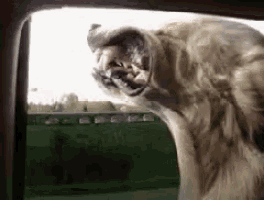 a dog with its mouth open is sticking its head out of a car window .