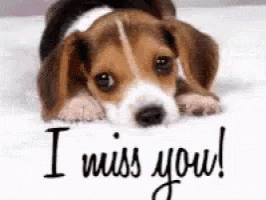 Love You GIF - Love You I Miss You GIFs