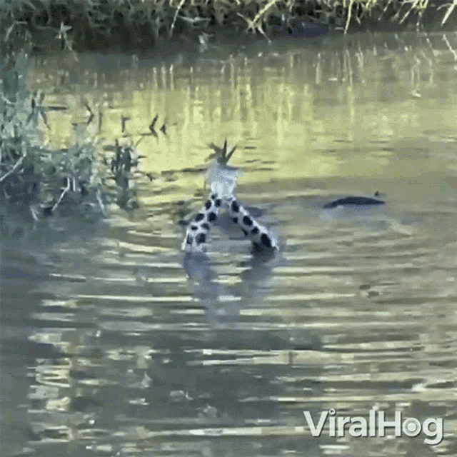 Snakes Fighting Viralhog GIF - Snakes Fighting Viralhog Snakes Twisting Together GIFs