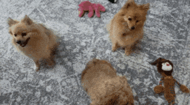 Dog Spin Stubborn Dog GIF - Dog Spin Stubborn Dog Pomeranians GIFs
