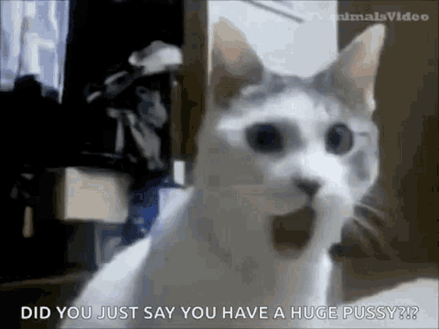 a surprised cat with its mouth open and the words did you just say you have a huge pussy ?
