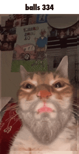 a cat with a beard is looking at the camera with the words balls 334 below it
