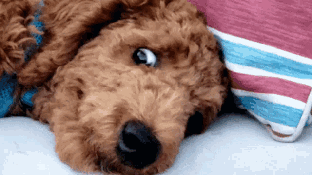 a close up of a dog laying on its back with a striped pillow behind it