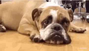 a brown and white bulldog is laying down on the floor with its head on its paws .