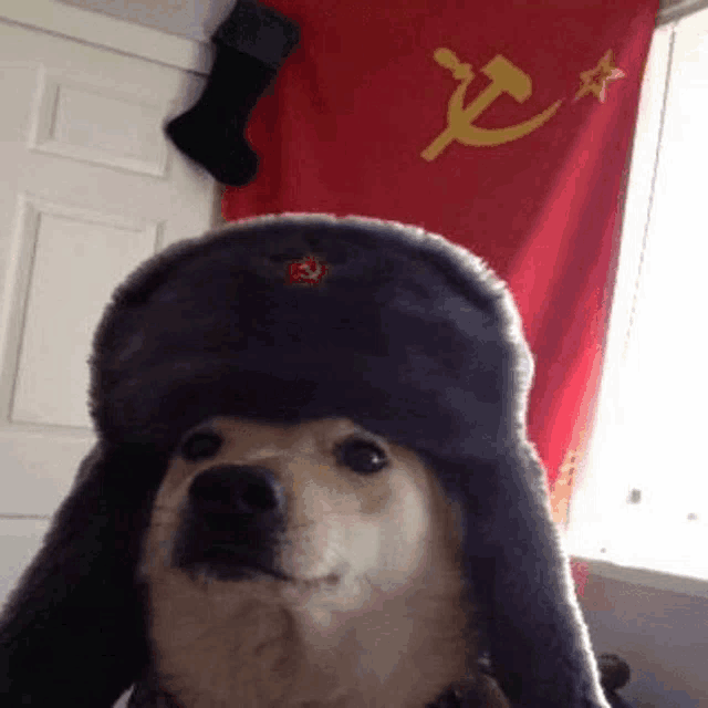 a dog wearing a russian hat is standing in front of a christmas stocking .