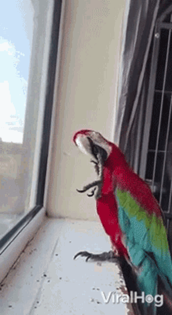 Parrot Viralhog GIF - Parrot Viralhog Bird GIFs