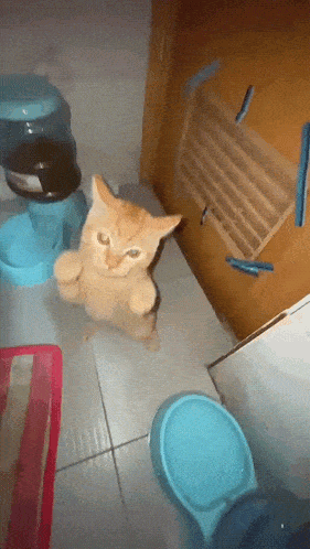 a cat standing on its hind legs next to a blue water dispenser