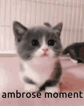 Ambrose Ambrose4060 GIF - Ambrose Ambrose4060 GIFs