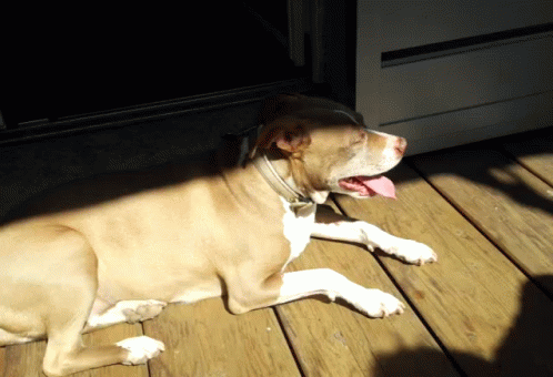 Dog Sun Bathing GIF - Dog Sun Bathing GIFs