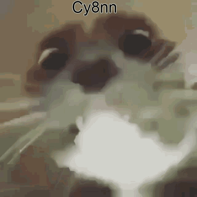 a close up of a cat 's face with the name cy8nn written on the bottom .