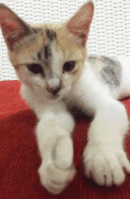 a calico cat is laying down on a red blanket