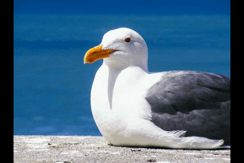 a seagull with a yellow beak is sitting on a rock
