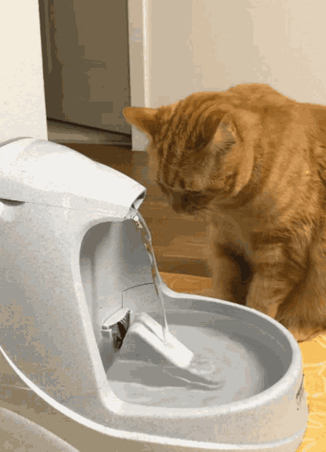 a cat looking at a water fountain that is filled with water