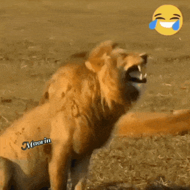 a picture of a lion with the word maorin on it