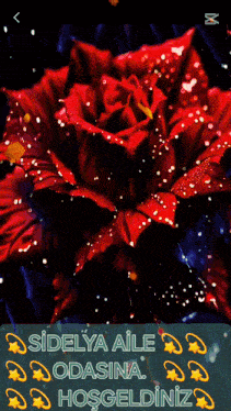 a screen shot of a red rose with the words sidelya aile odasina hosgeldiniz