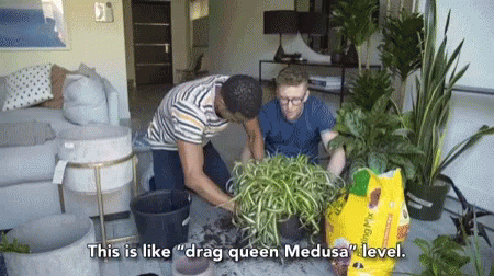 This Is Like Drag Queen Medusa Level Gardening GIF - This Is Like Drag Queen Medusa Level Gardening Plants GIFs