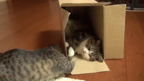 Who Is It And Go Away GIF - Cat Play Friends GIFs