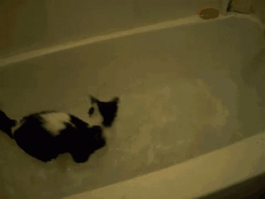 a black and white cat is in a bathtub
