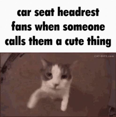 Carseat Headrest Kissing Cat GIF