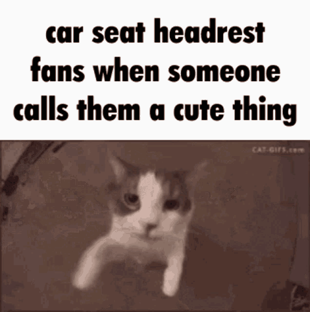 a picture of a cat with the text car seat headrest fans when someone calls them a cute thing