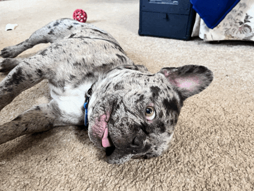 a dog is laying on its back with its tongue out