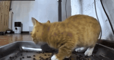 an orange cat is eating food from a tray on the floor