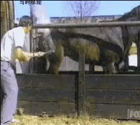 Horse Kick GIF - Horse Kick GIFs