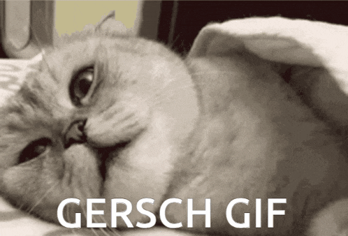 a cat laying under a blanket with the words gersch gif written below it