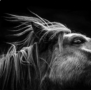a black and white photo of a horse 's head