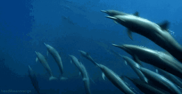 a bunch of dolphins are swimming in the ocean with the words headlikeanorange below them