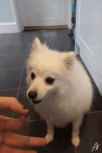a small white dog is being petted by a person with the letter a written on the floor