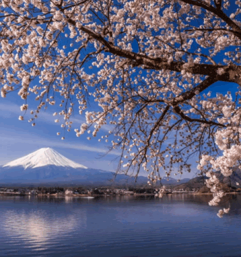 a lake with a mountain in the background and a tree in the foreground