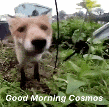 a dog is standing in the grass with the words " good morning cosmos " written below it