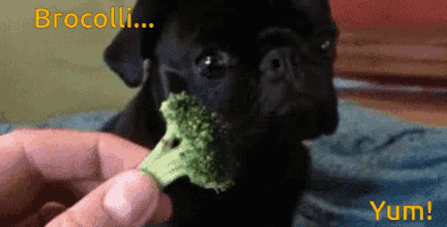 a black pug dog eating a piece of broccoli with the words broccoli yum written below it