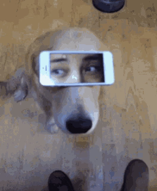 Smartdog Doglife GIF - Smartdog Doglife GIFs