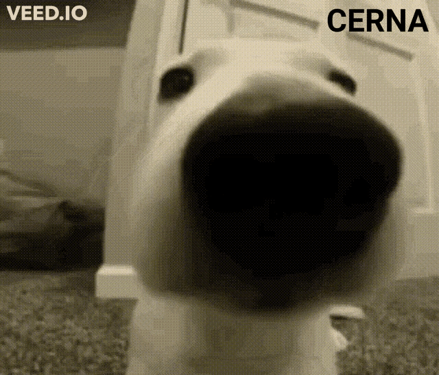 a close up of a dog 's nose with the word cerna written above it