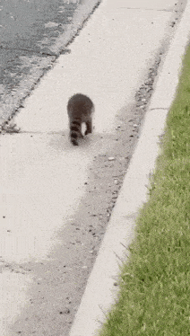 a raccoon is walking down a sidewalk on a beach .