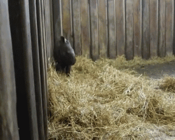 a pig is standing in a pile of hay in a fenced in area