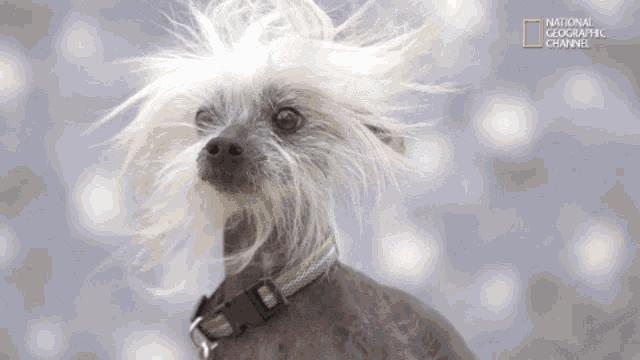Chinese Crested Dog Windy Hair GIF - Chinese Crested Dog Windy Hair Cute GIFs