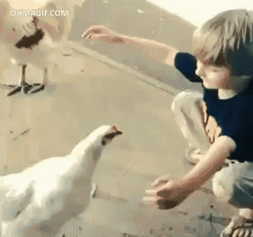 A Boy And His Chicken GIF - Chicken Hug Boy GIFs