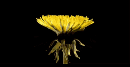 a close up of a yellow dandelion with a black background