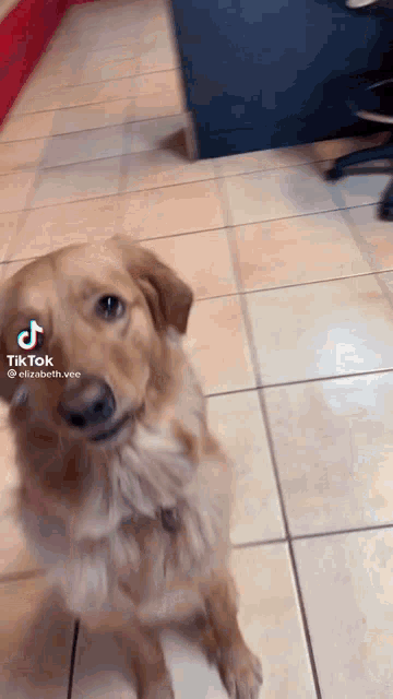a dog is standing on a tiled floor and looking at the camera .