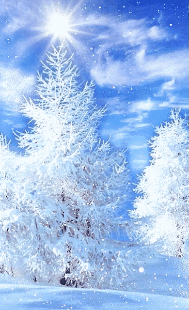 a snowy forest with trees covered in snow