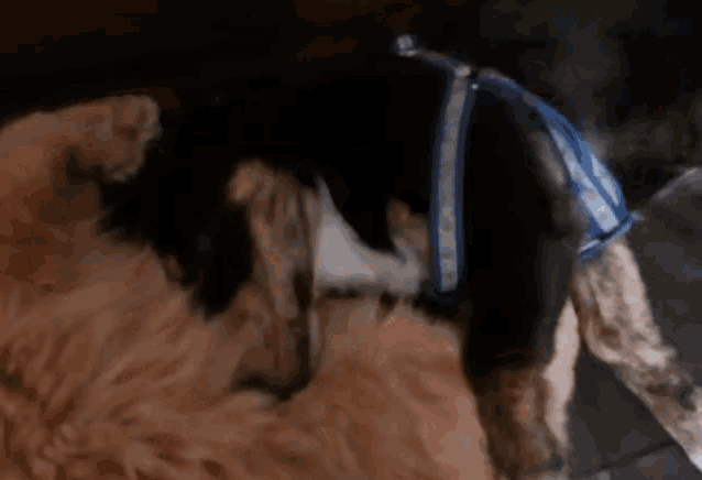 Sweet Cat And Dog GIF - Sweet Cat And Dog Sleep GIFs