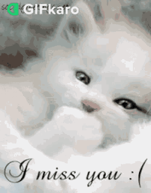 a white kitten is laying on a bed with the words `` i miss you '' written on the bottom .