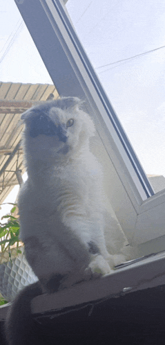 a white cat sitting on a window sill looking out