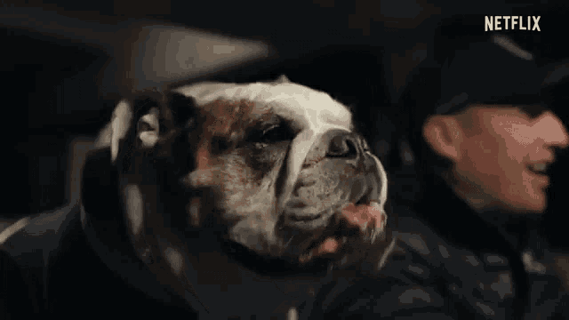 a bulldog is sitting next to a man in a car with netflix written on the bottom of the screen .