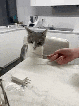 a cat is sitting at a table with a person holding a fork .