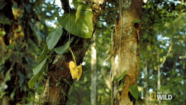 Scent An Orchids Trap GIF - Scent An Orchids Trap Wings Of Life GIFs